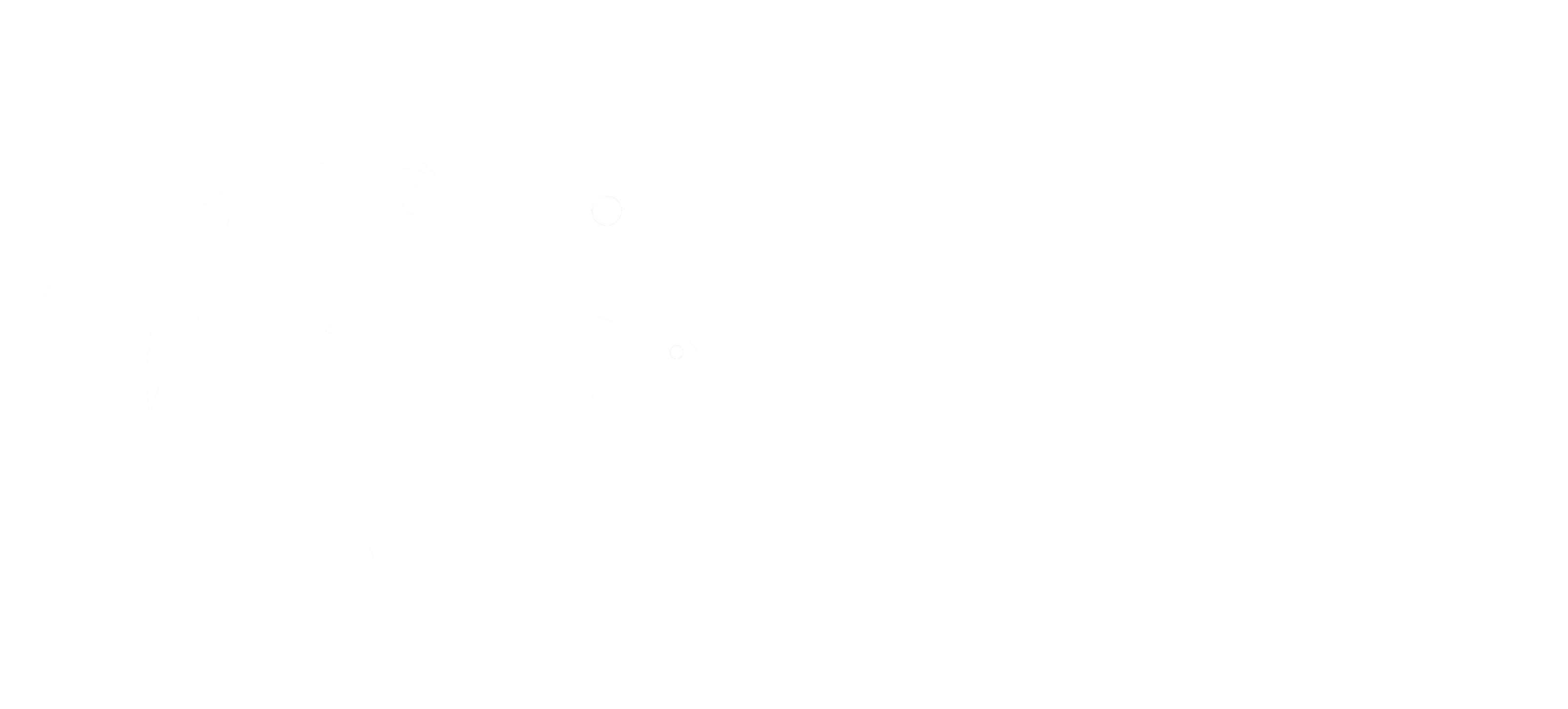 Pets Accessories